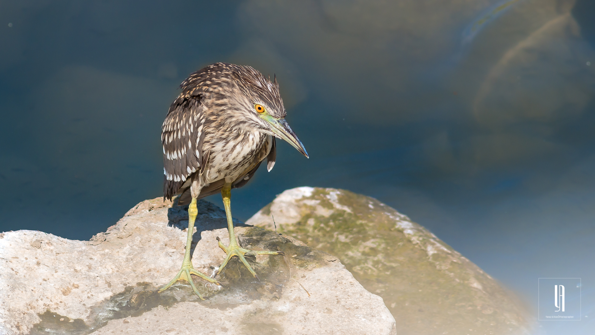 Black-crowned Night-Heron